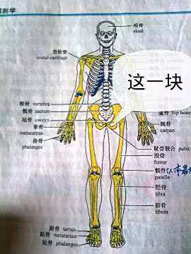 孕期耻骨痛的困扰