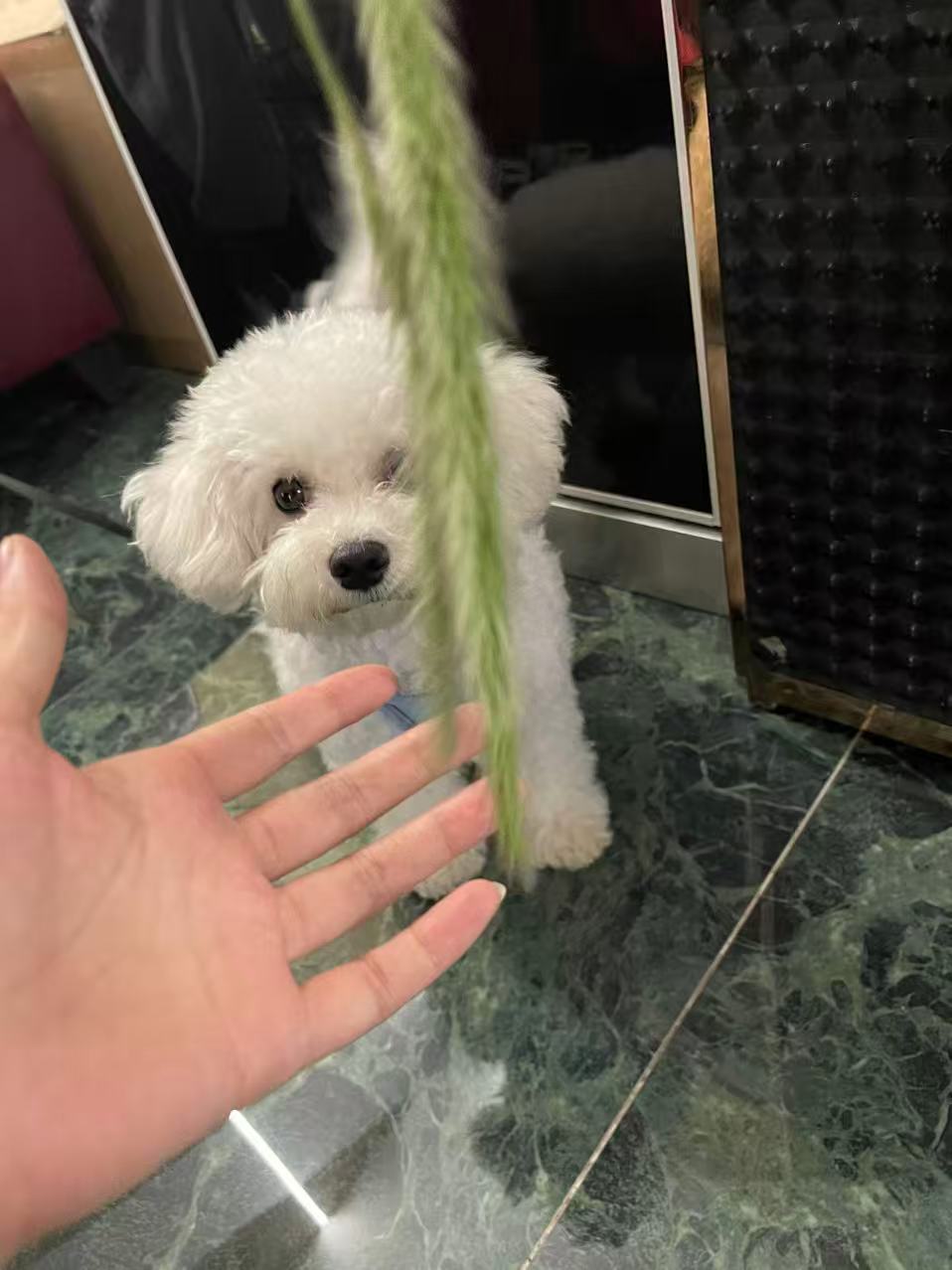 孕期养宠物的纠结