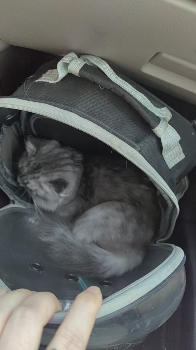 孕期旅行带猫记