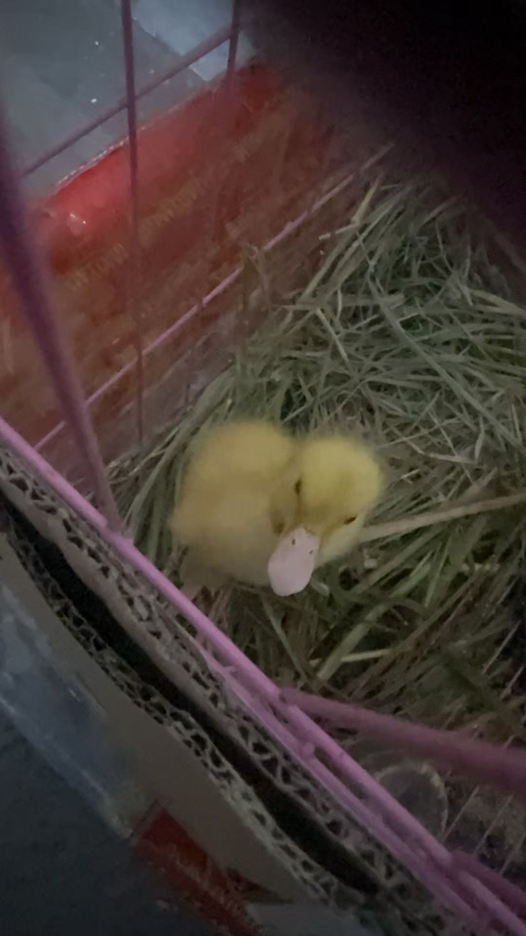 孕期情绪管理与自我调节